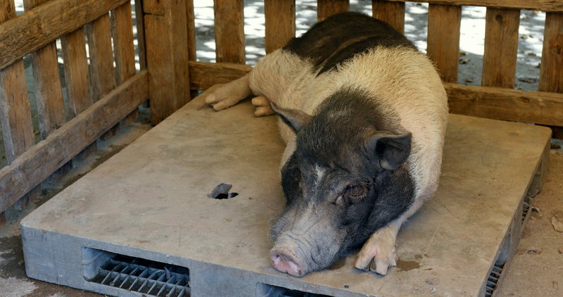 pig-diseases